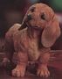 Red Dachshund Puppy Dog Figurine